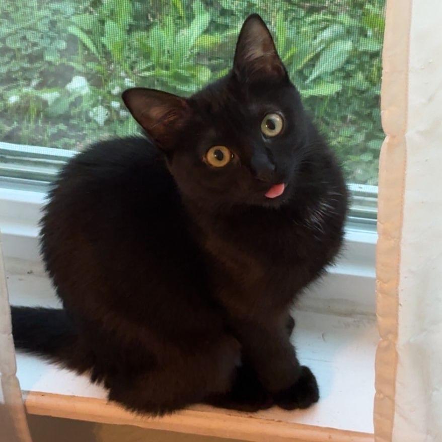 Enlarge Fancy, a Adoptable Domestic Short Hair in Fort Worth, TX image 6/6