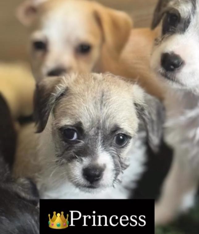 Princess, ADOPTABLE, Puppy Female Chihuahua.