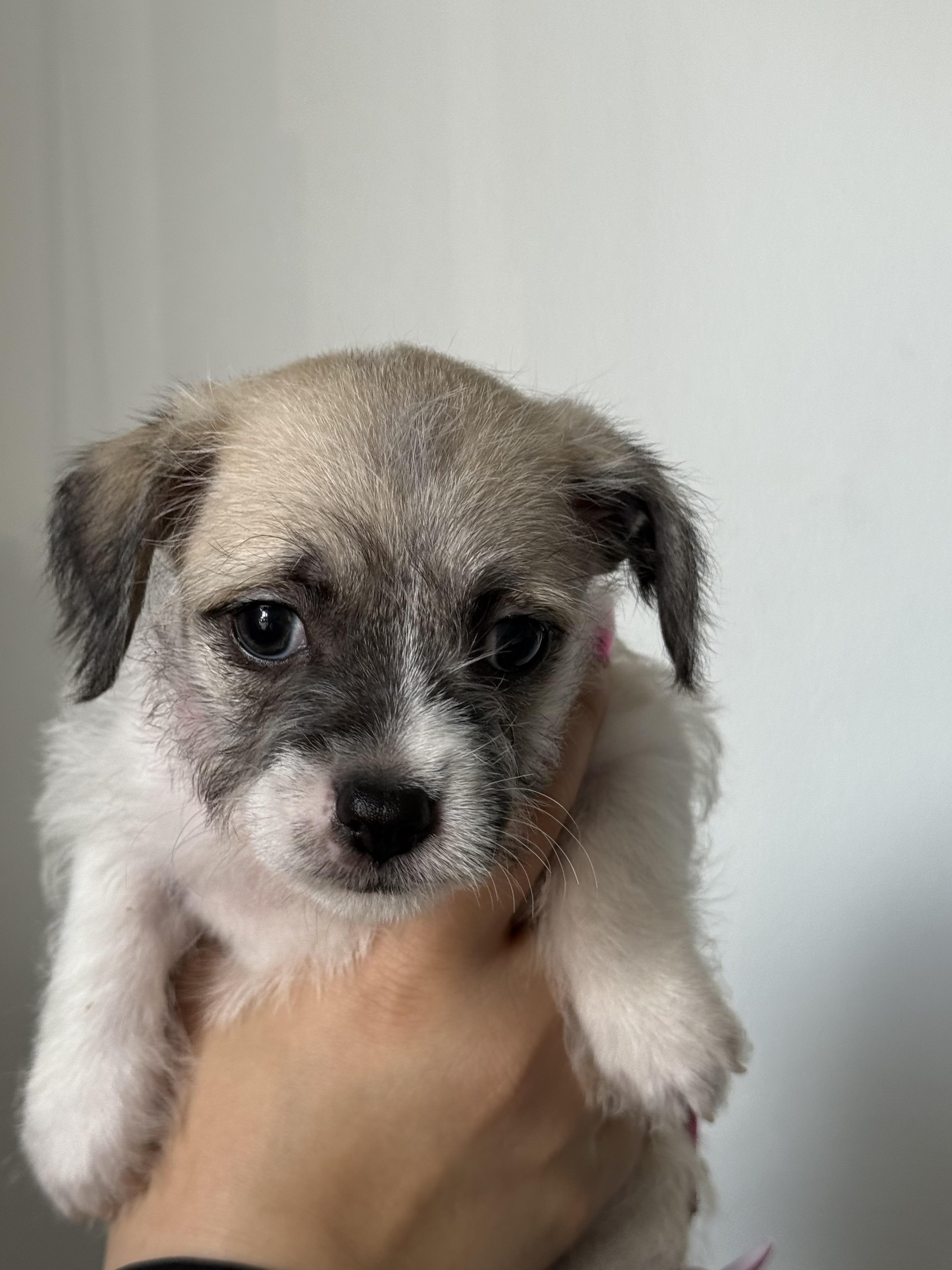 Enlarge Princess, a ADOPTABLE mixed breed in West Hollywood, CA image 2/3