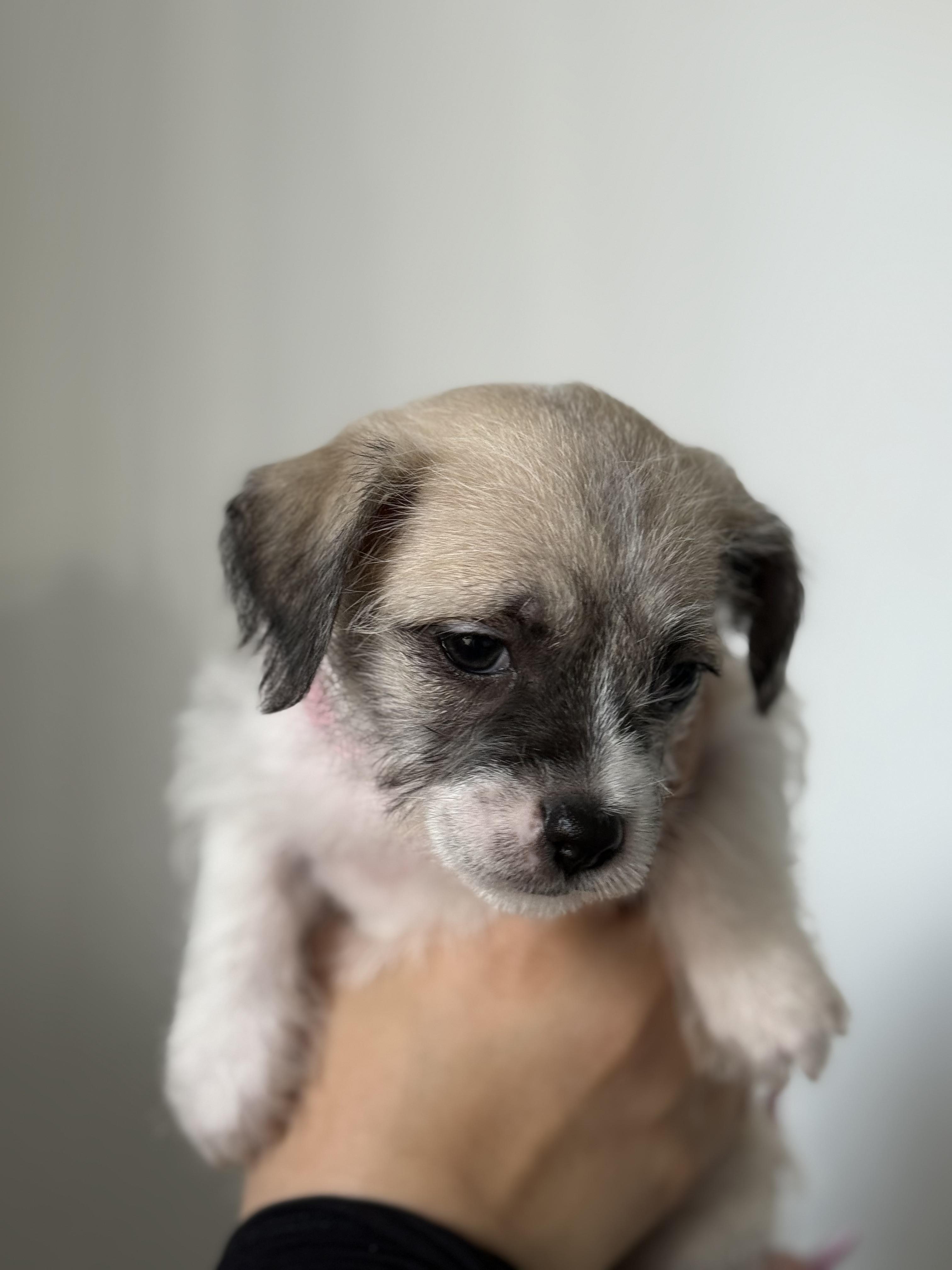 Enlarge Princess, a ADOPTABLE mixed breed in West Hollywood, CA image 3/3