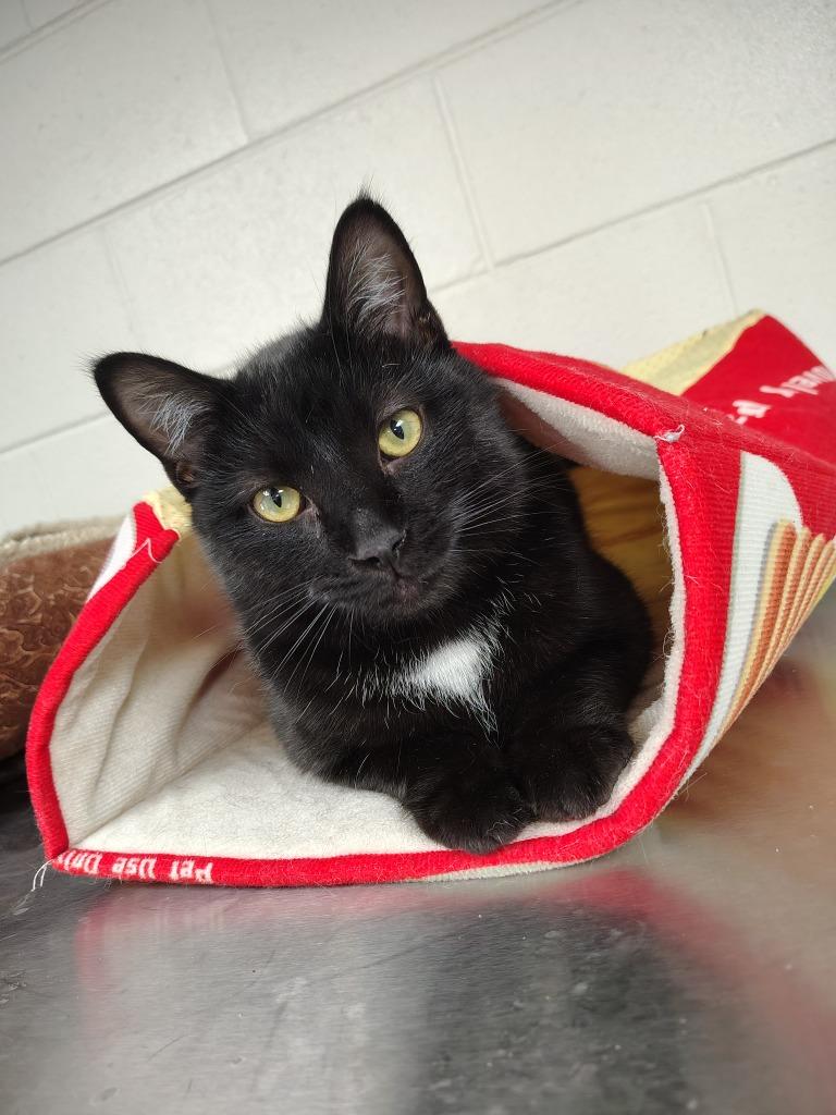 Midnight / AC 27495 D, a Adoptable mixed breed in Greeneville, TN image 1/2