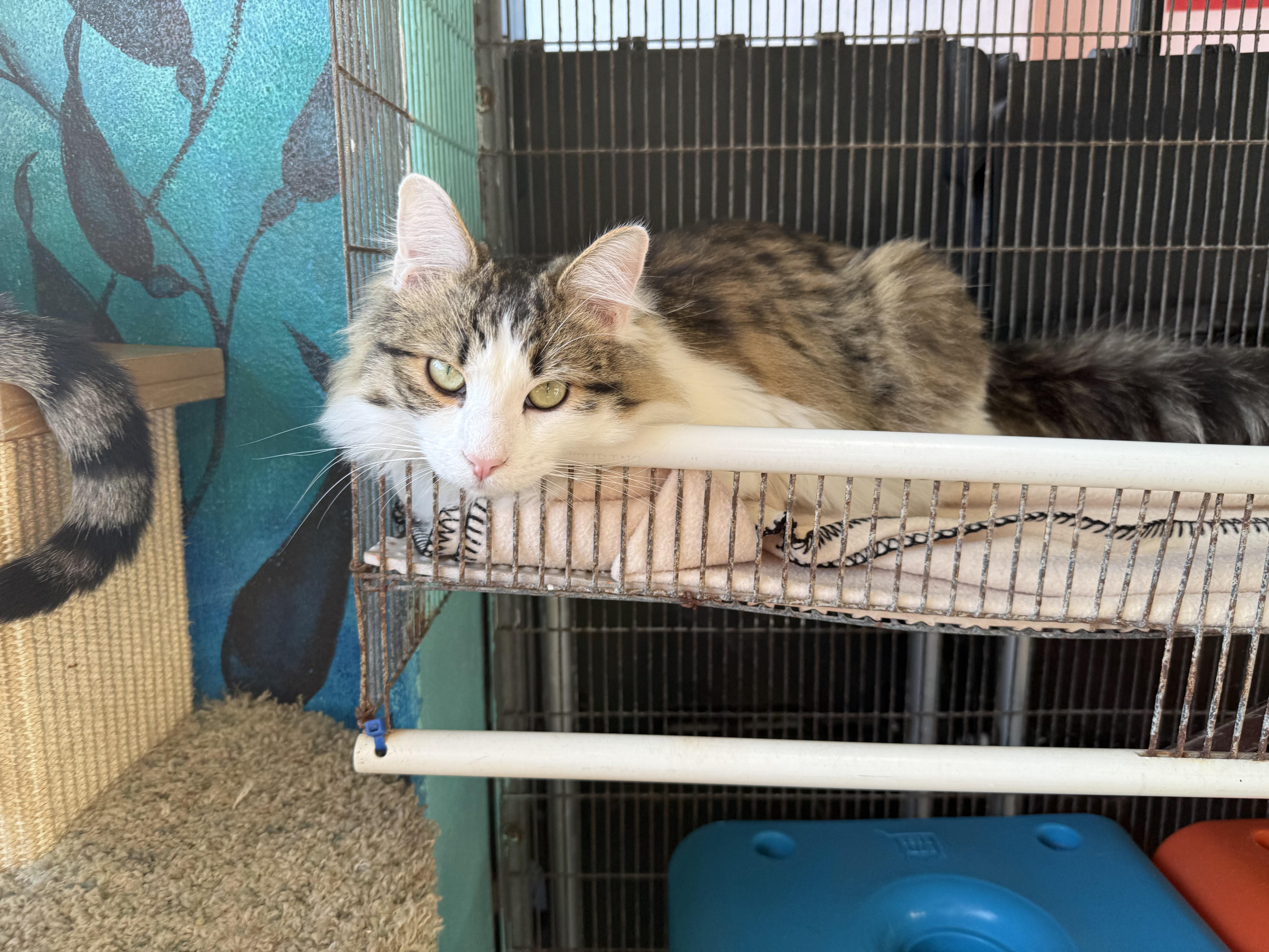 Enlarge Mousse , a ADOPTABLE Domestic Long Hair in Newport Beach, CA image 3/6