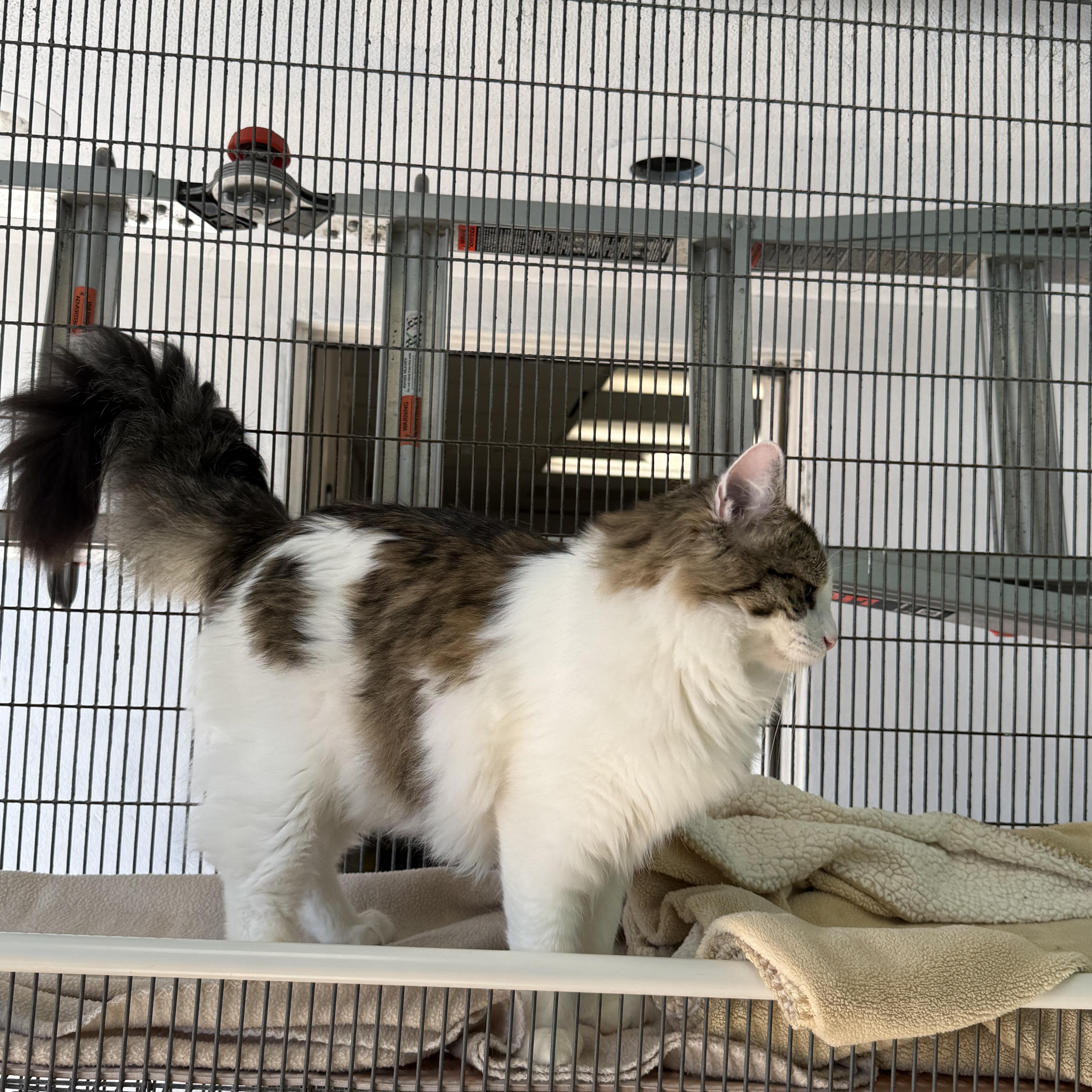 Enlarge Mousse , a ADOPTABLE Domestic Long Hair in Newport Beach, CA image 5/6