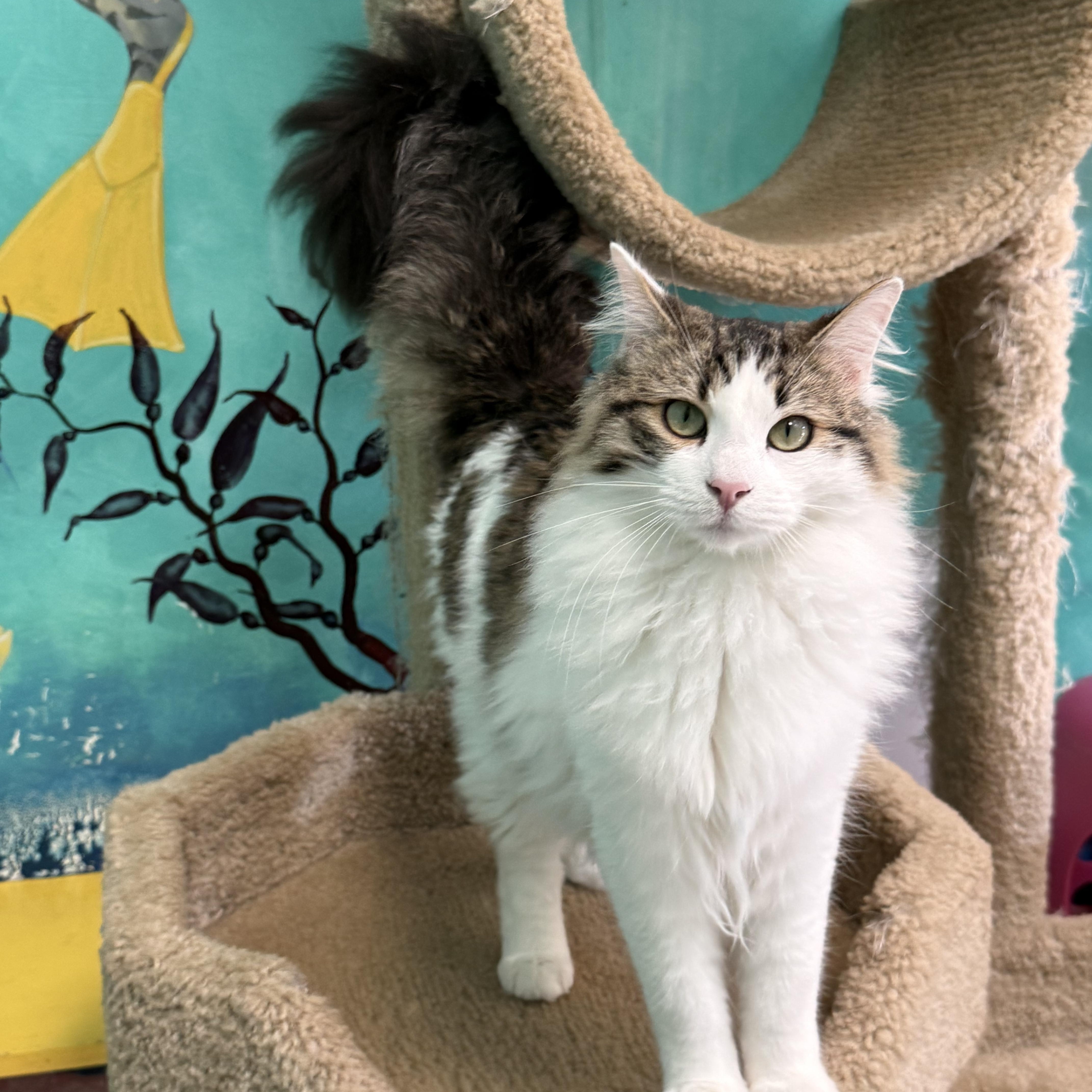 Mousse , ADOPTABLE, Young Male Domestic Long Hair.