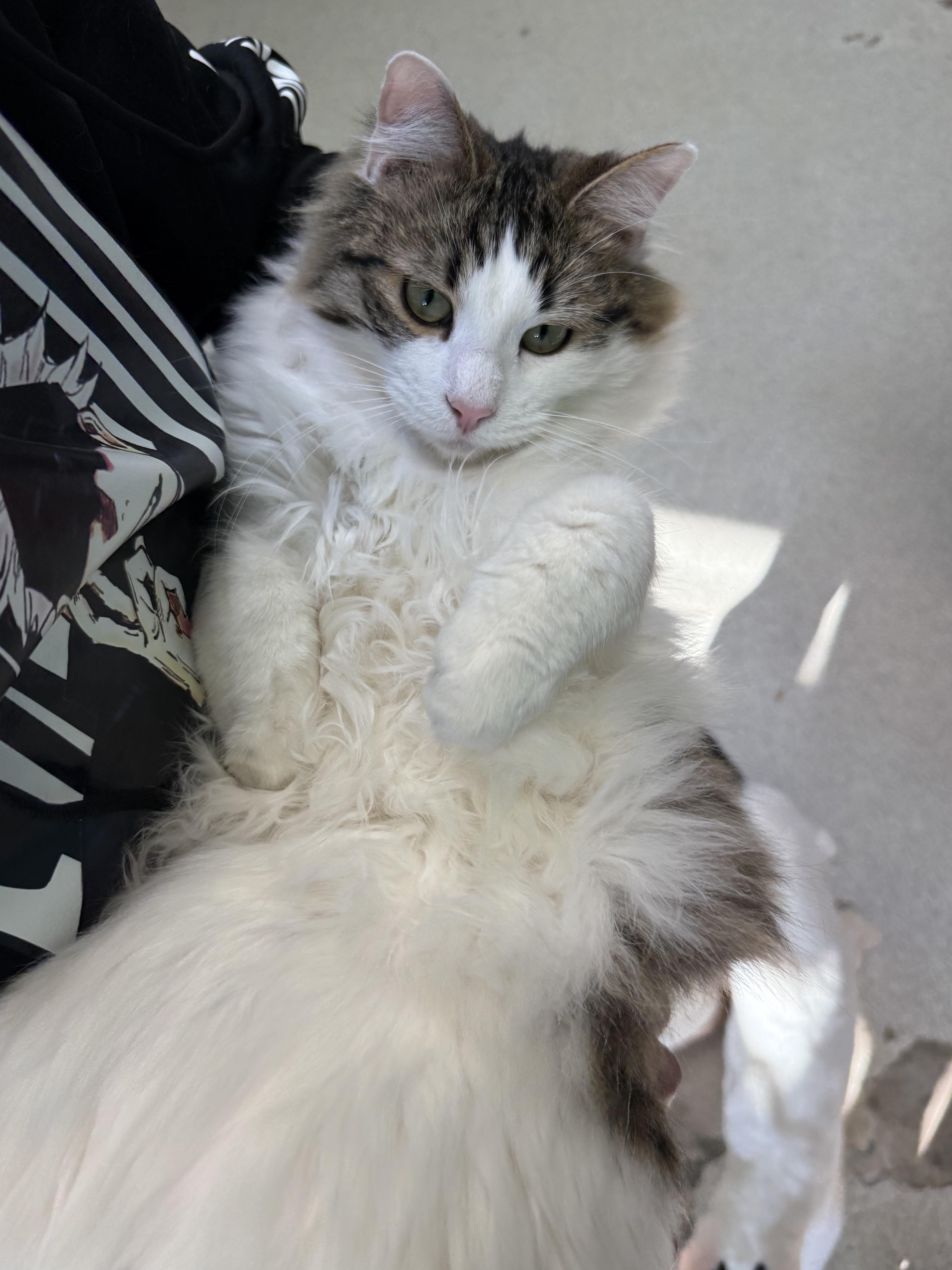 Enlarge Mousse , a ADOPTABLE Domestic Long Hair in Newport Beach, CA image 6/6