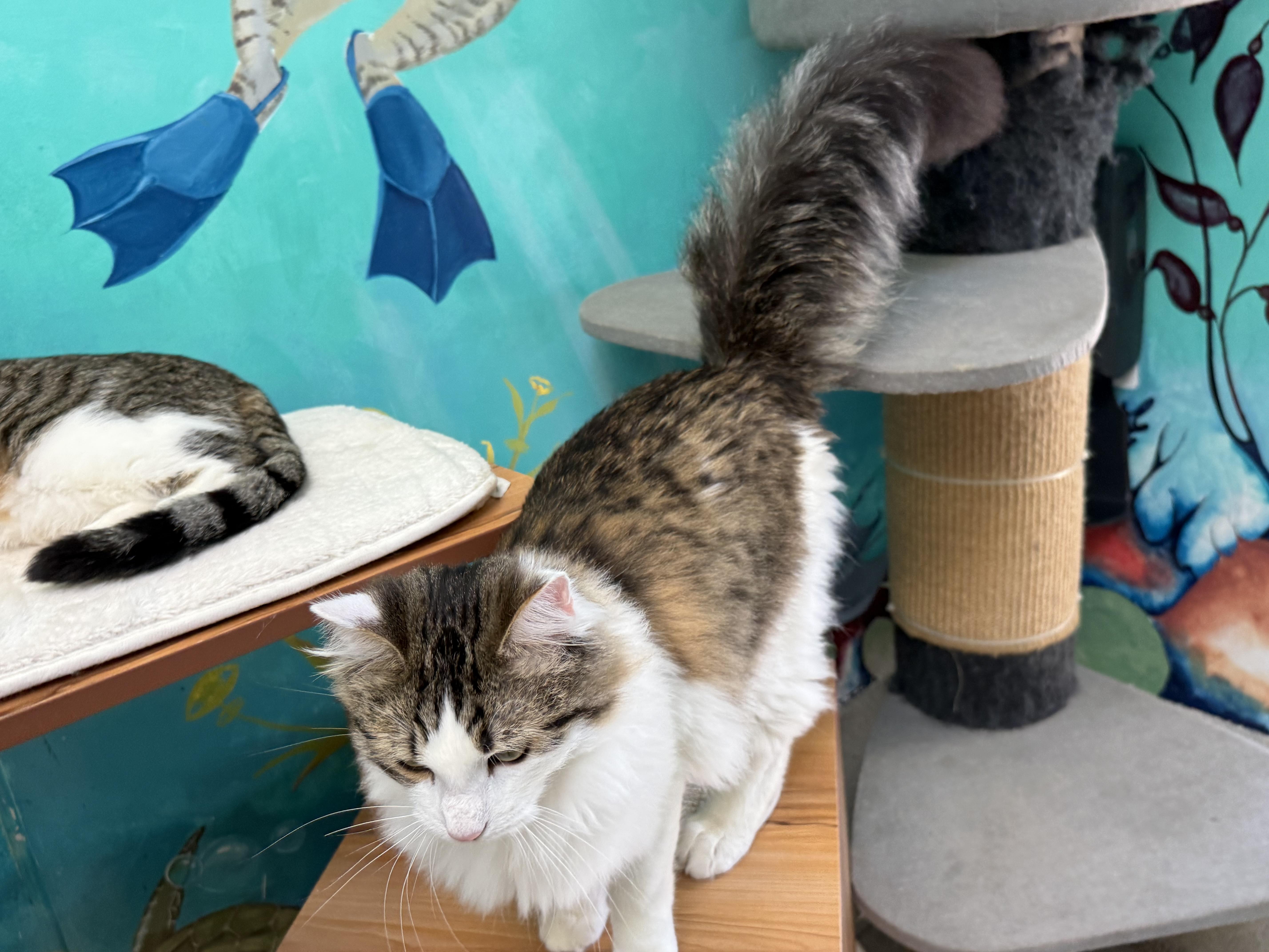 Enlarge Mousse , a ADOPTABLE Domestic Long Hair in Newport Beach, CA image 4/6