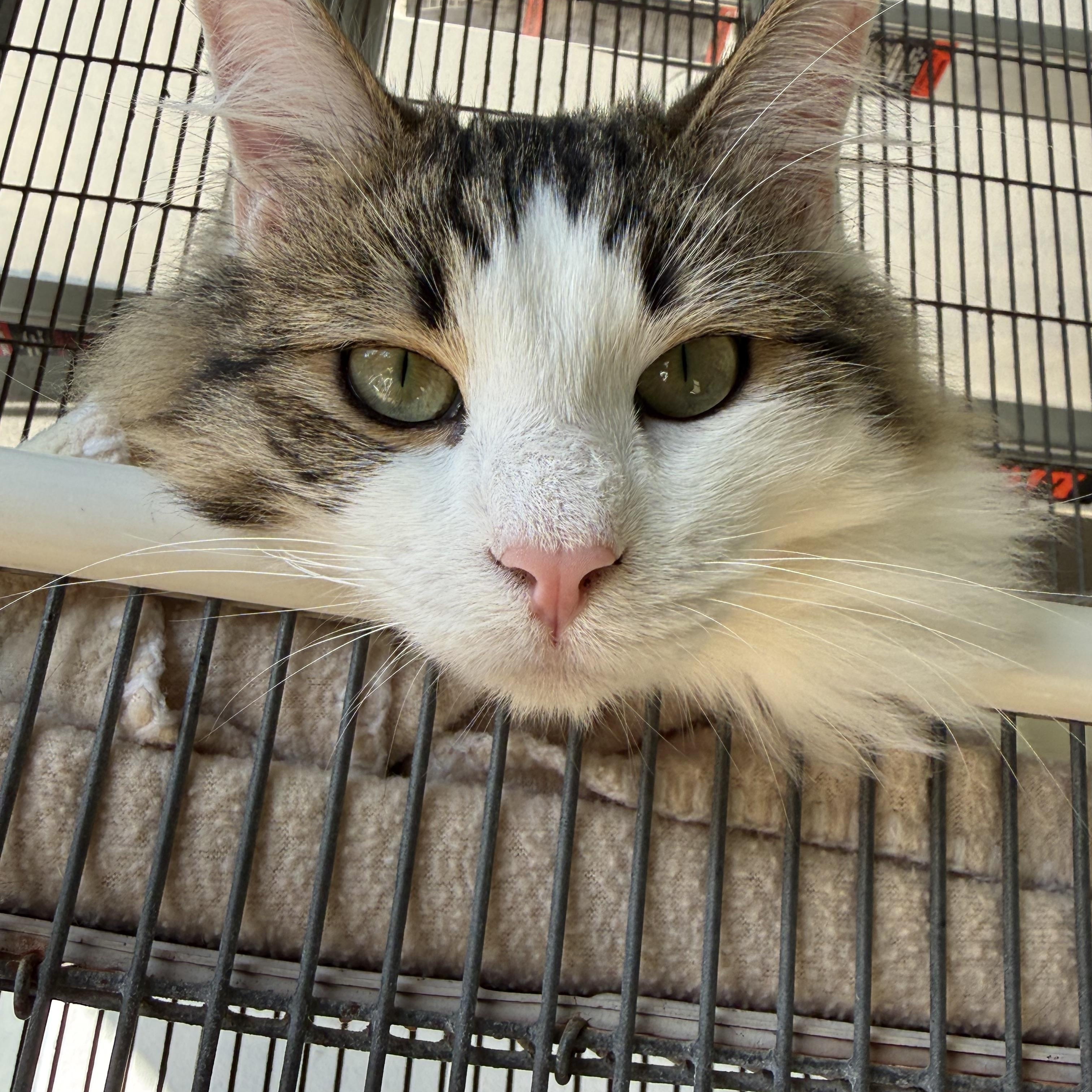 Enlarge Mousse , a ADOPTABLE Domestic Long Hair in Newport Beach, CA image 2/6