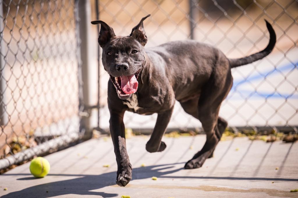 Nick, Adoptable, Puppy Male Pit Bull Terrier.