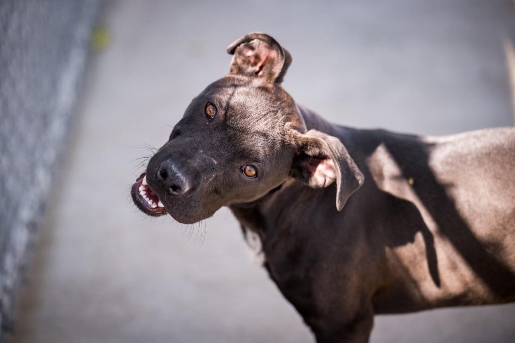 Nick, a Adoptable Pit Bull Terrier in Twentynine Palms, CA image 2/6