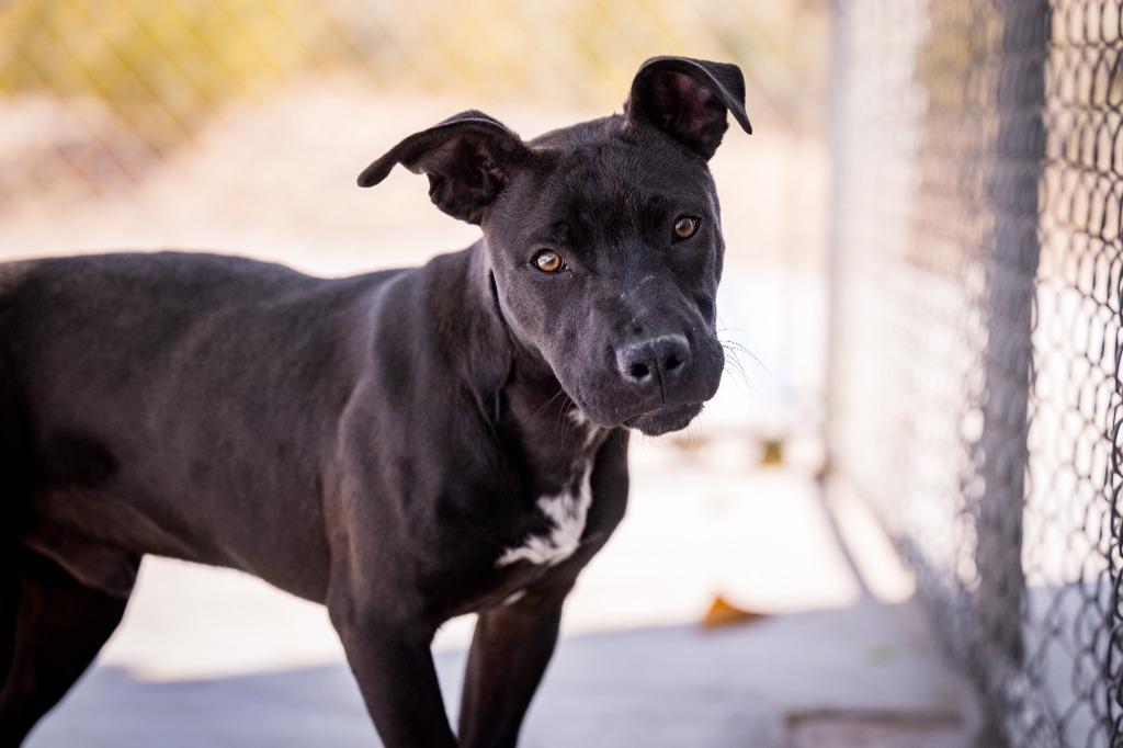 Nick, a Adoptable Pit Bull Terrier in Twentynine Palms, CA image 3/6