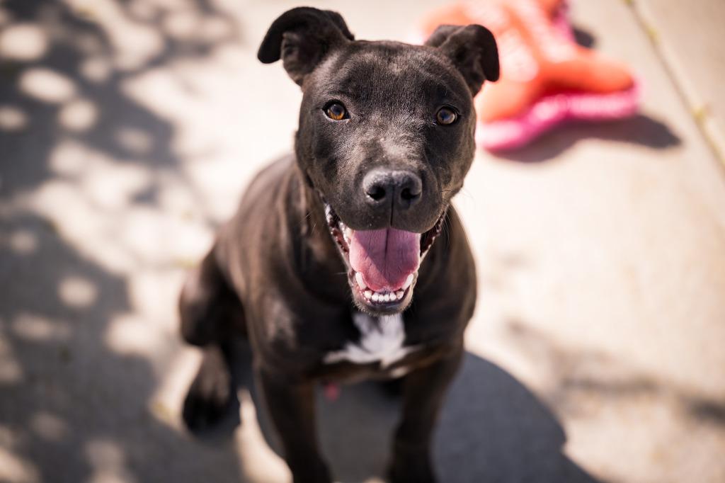 Nick, a Adoptable Pit Bull Terrier in Twentynine Palms, CA image 4/6