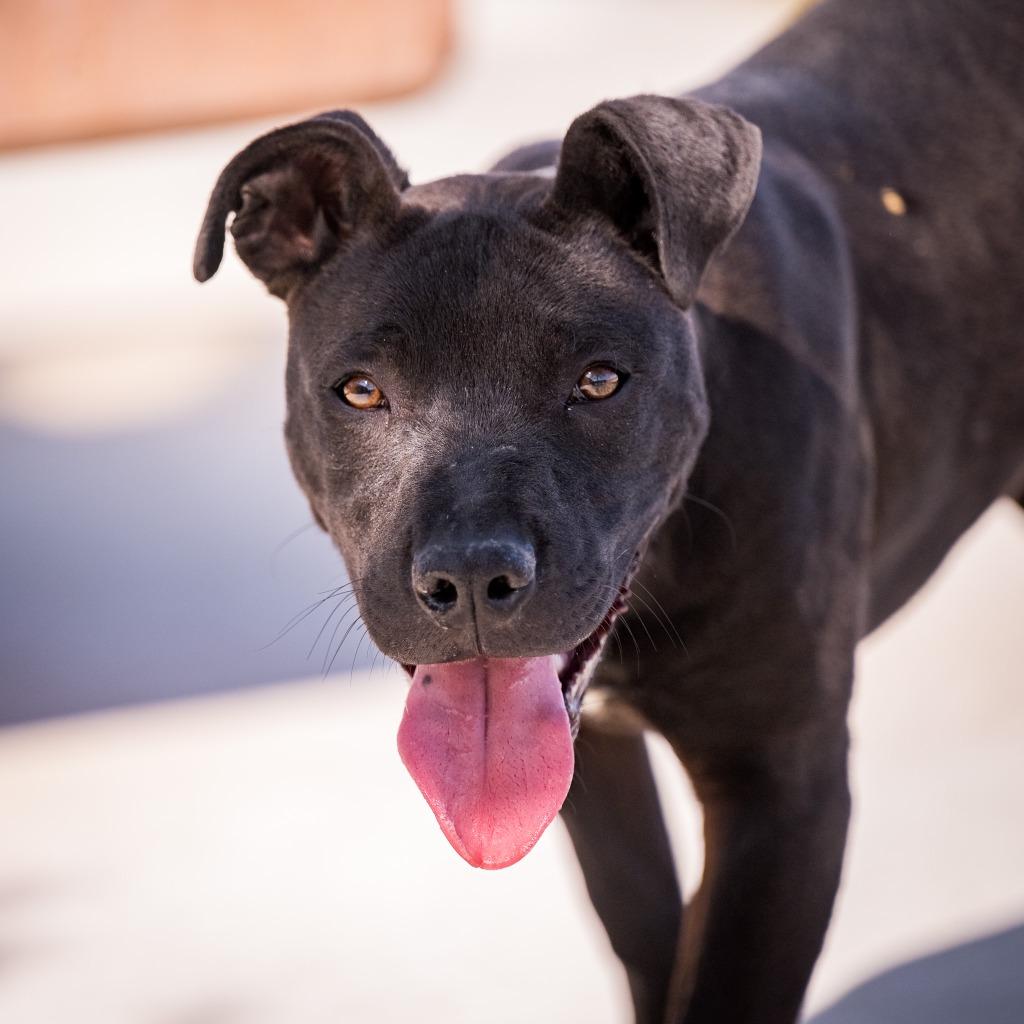 Nick, a Adoptable Pit Bull Terrier in Twentynine Palms, CA image 6/6