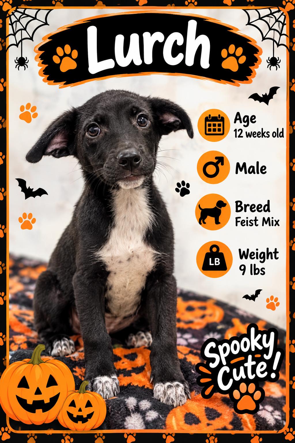 Lurch, Adoptable, Puppy Male Mixed Breed.