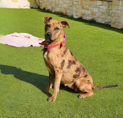 Benita, a Adoptable mixed breed in North Richland Hills, TX image 1/3