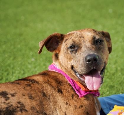 Benita, a Adoptable mixed breed in North Richland Hills, TX image 2/3