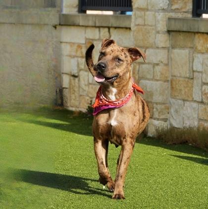 Benita, a Adoptable mixed breed in North Richland Hills, TX image 3/3