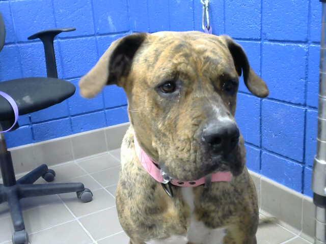 Enlarge KIARA, a Adoptable mixed breed in Albuquerque, NM image 1/1