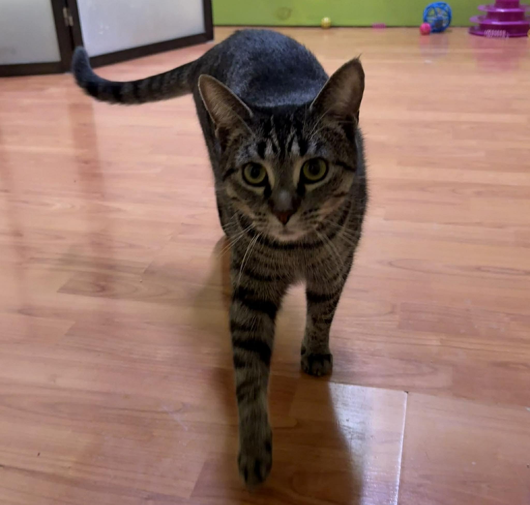 Enlarge CHRISTIE, a Adoptable Domestic Short Hair in Tillsonburg, ON image 6/6