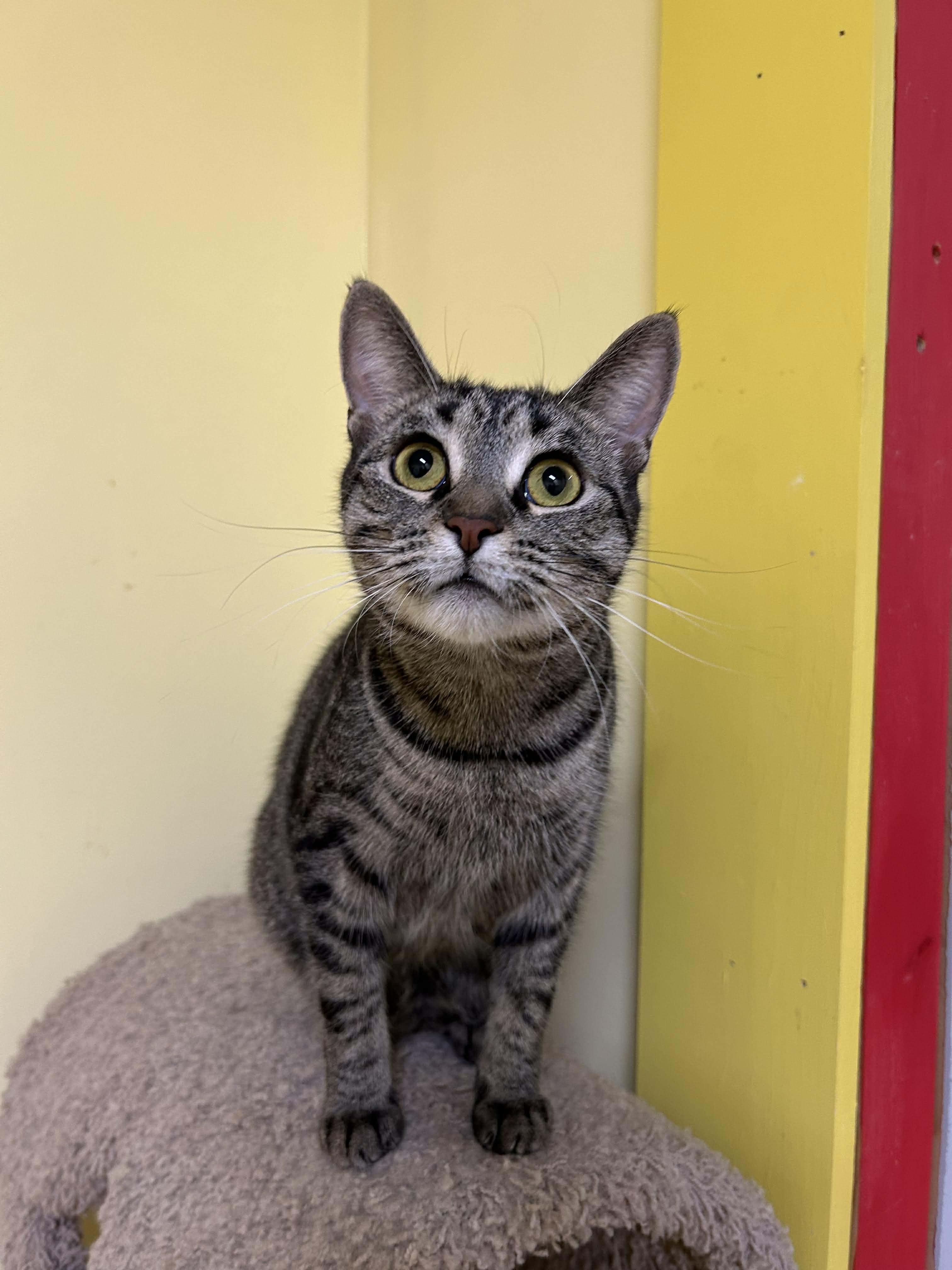 CHRISTIE, Adoptable, Young Female Domestic Short Hair.