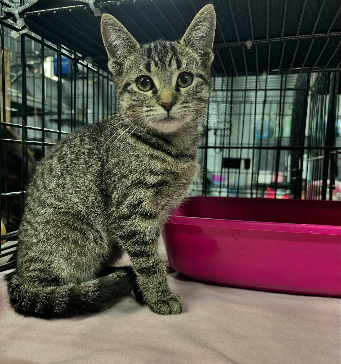 CHRISTIE, Adoptable, Young Female Domestic Short Hair.