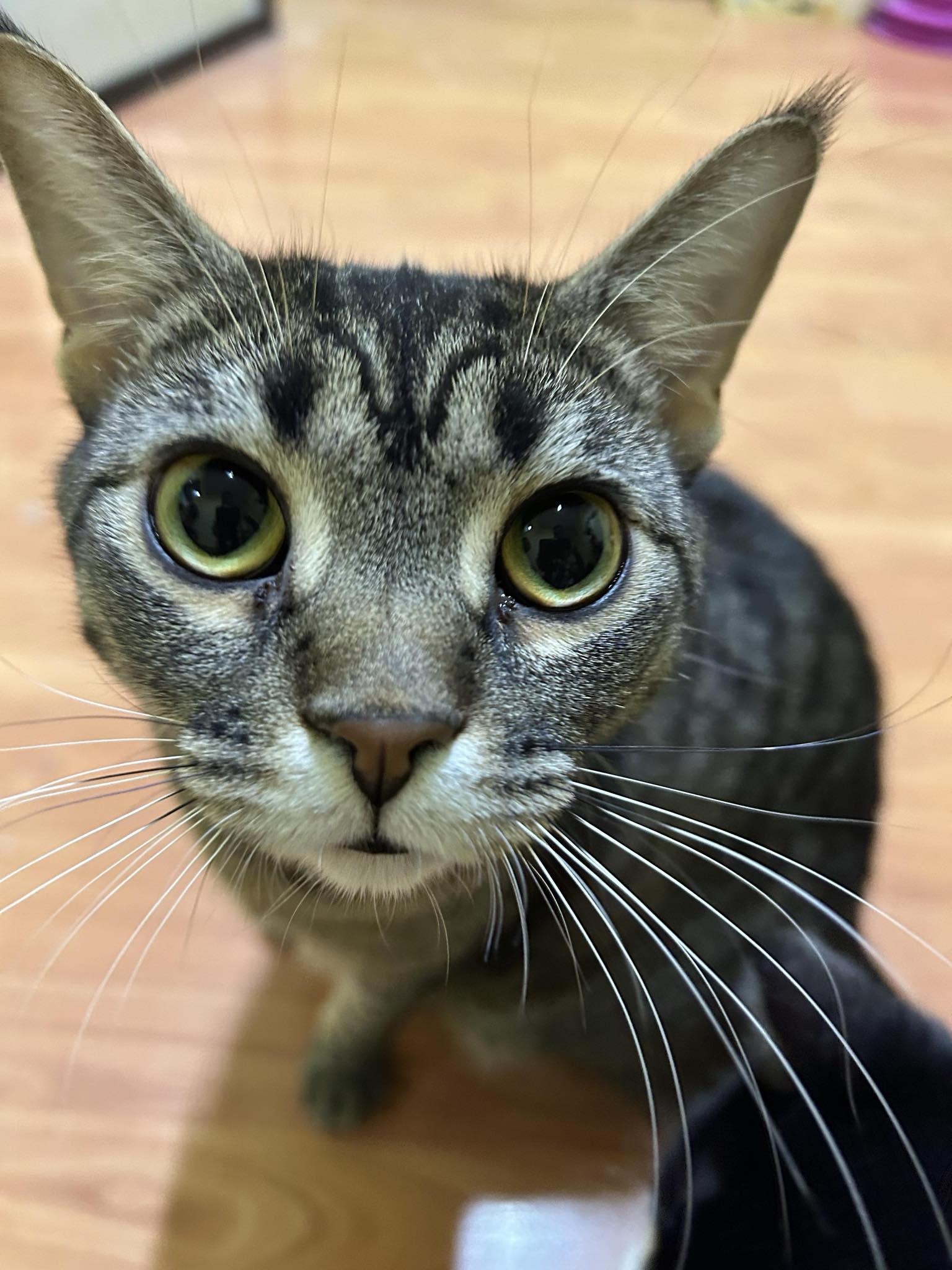 CHRISTIE, a Adoptable Domestic Short Hair in Tillsonburg, ON image 2/6