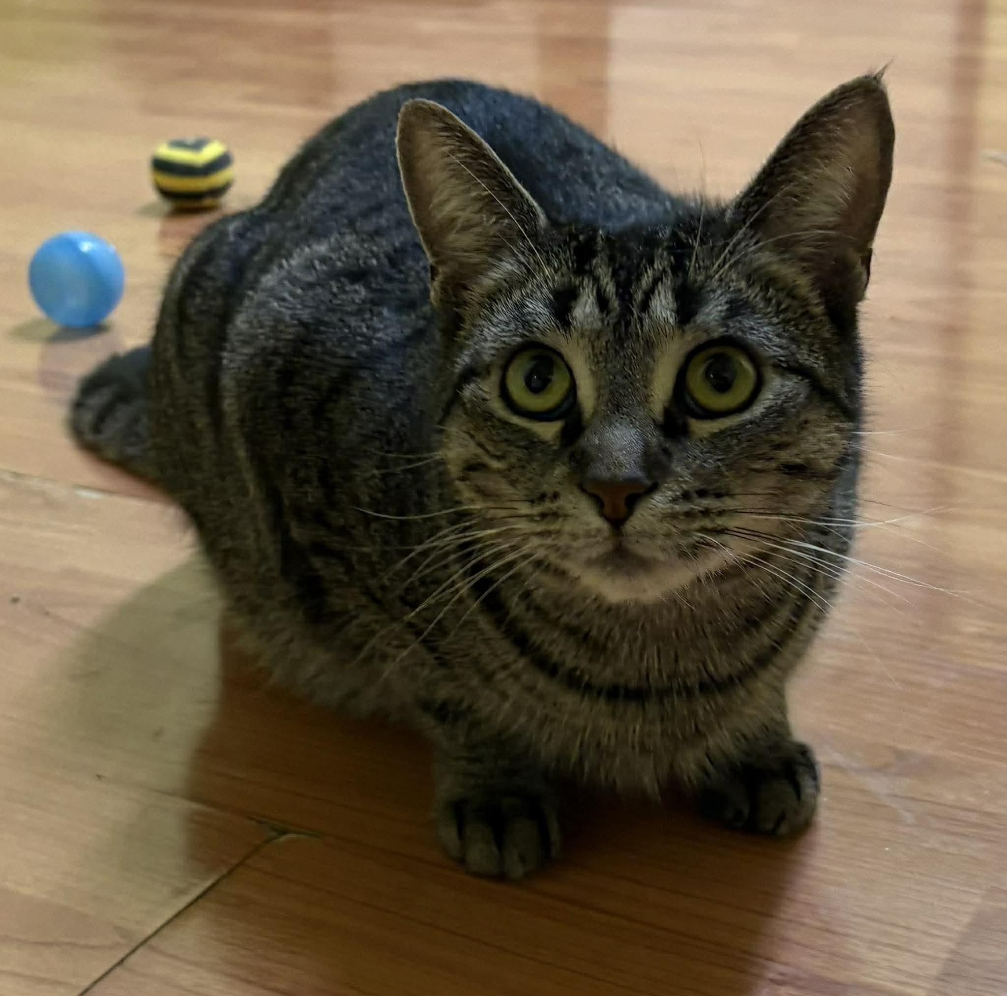 CHRISTIE, Adoptable, Young Female Domestic Short Hair.