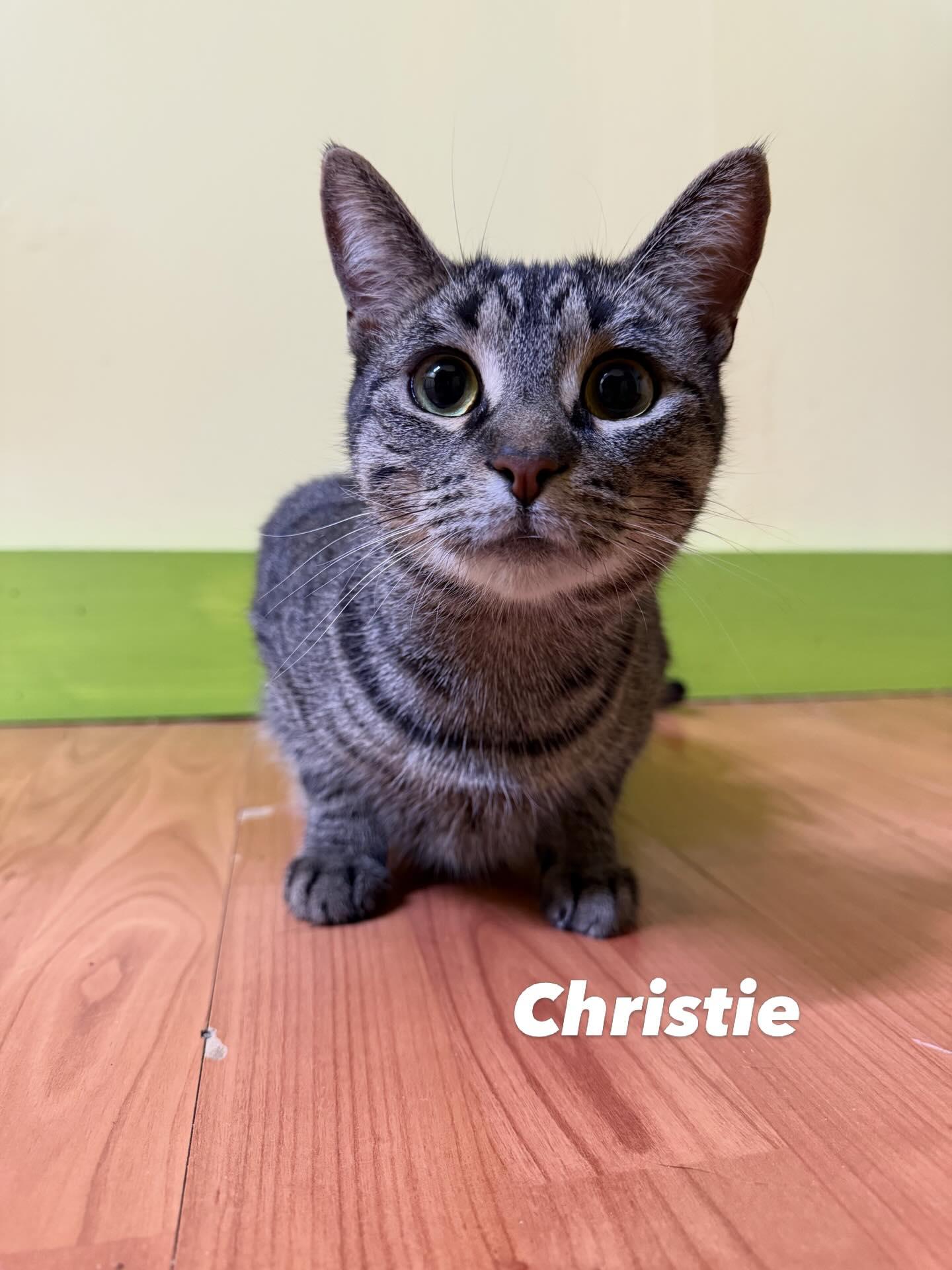 Enlarge CHRISTIE, a Adoptable Domestic Short Hair in Tillsonburg, ON image 1/6