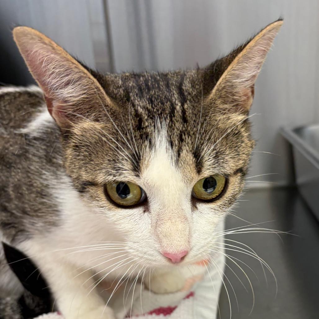 Jayla, Adoptable, Adult Female Domestic Short Hair.