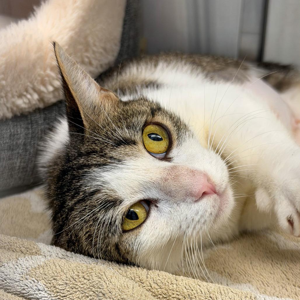 Enlarge Jayla, a Adoptable Domestic Short Hair in Scituate, MA image 2/6