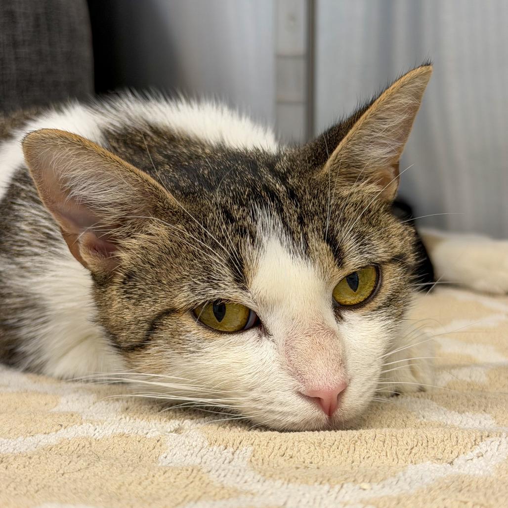 Enlarge Jayla, a Adoptable Domestic Short Hair in Scituate, MA image 3/6