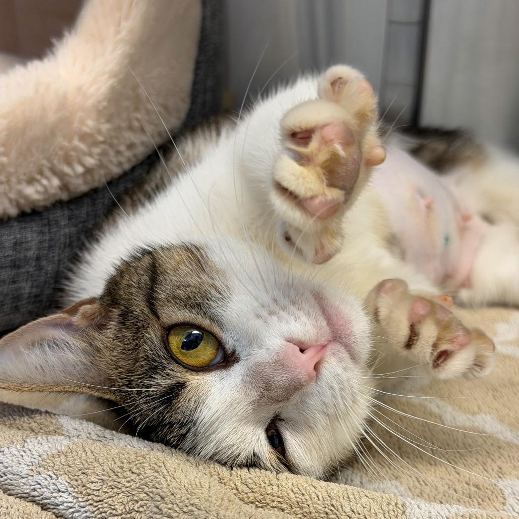 Enlarge Jayla, a Adoptable Domestic Short Hair in Scituate, MA image 4/6