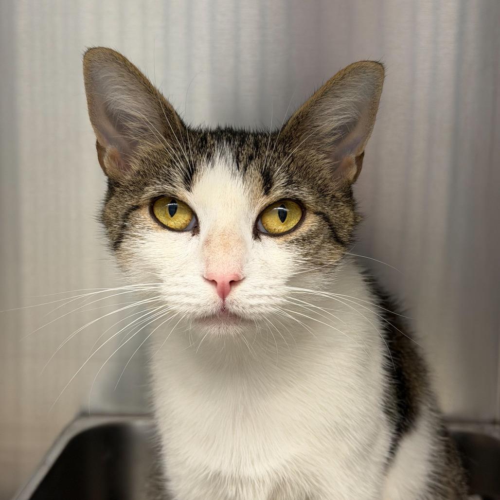 Enlarge Jayla, a Adoptable Domestic Short Hair in Scituate, MA image 5/6