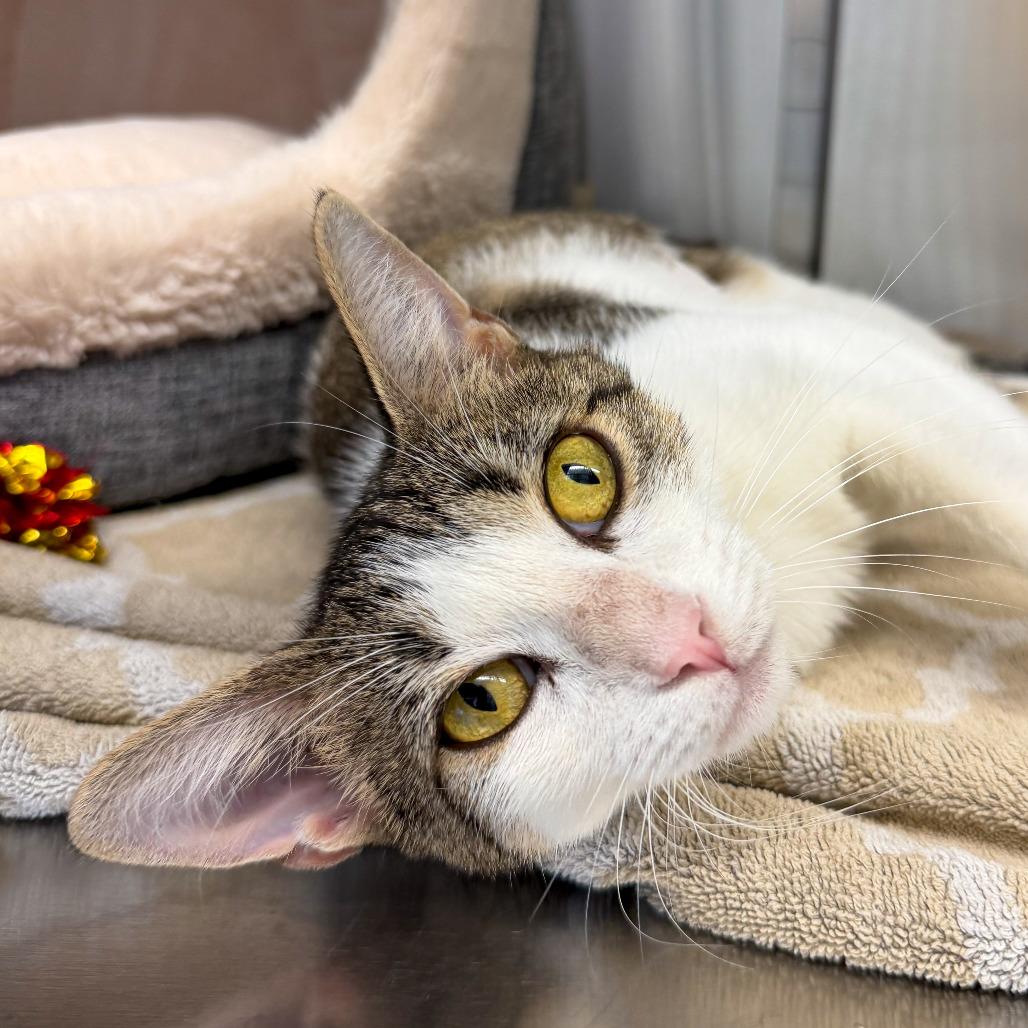 Enlarge Jayla, a Adoptable Domestic Short Hair in Scituate, MA image 6/6
