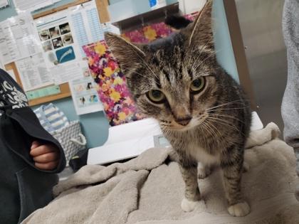 Enlarge Quinn, a Adoptable mixed breed in Maumee, OH image 1/1