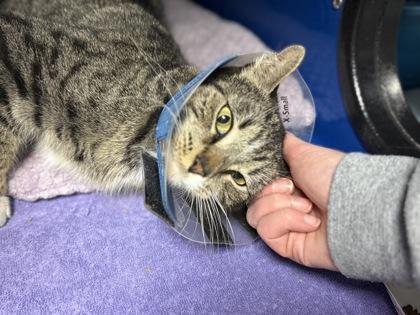 Quinn, Adoptable, Adult Female Domestic Short Hair & Domestic Short Hair.