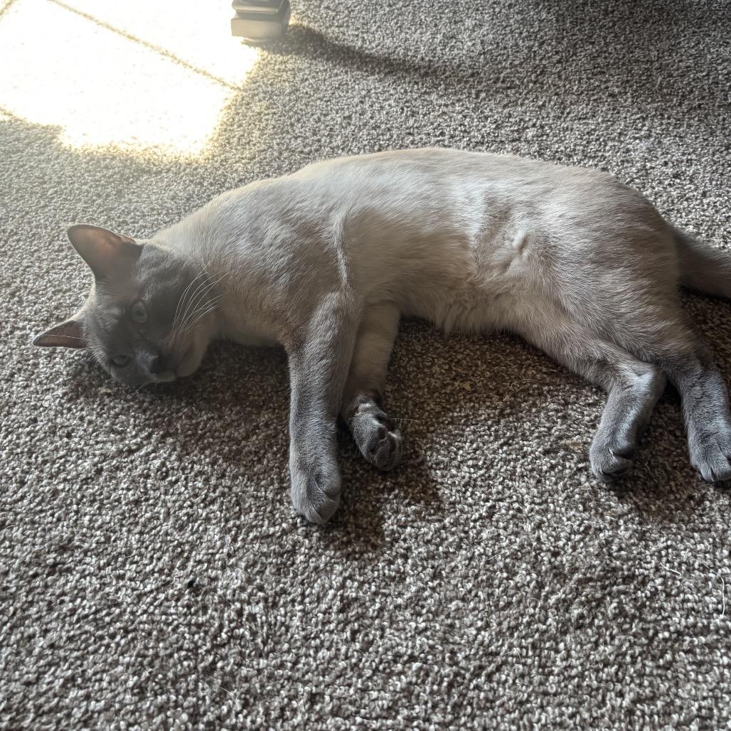 Rocko - Bonded Pair, Adoptable, Adult Male Siamese.