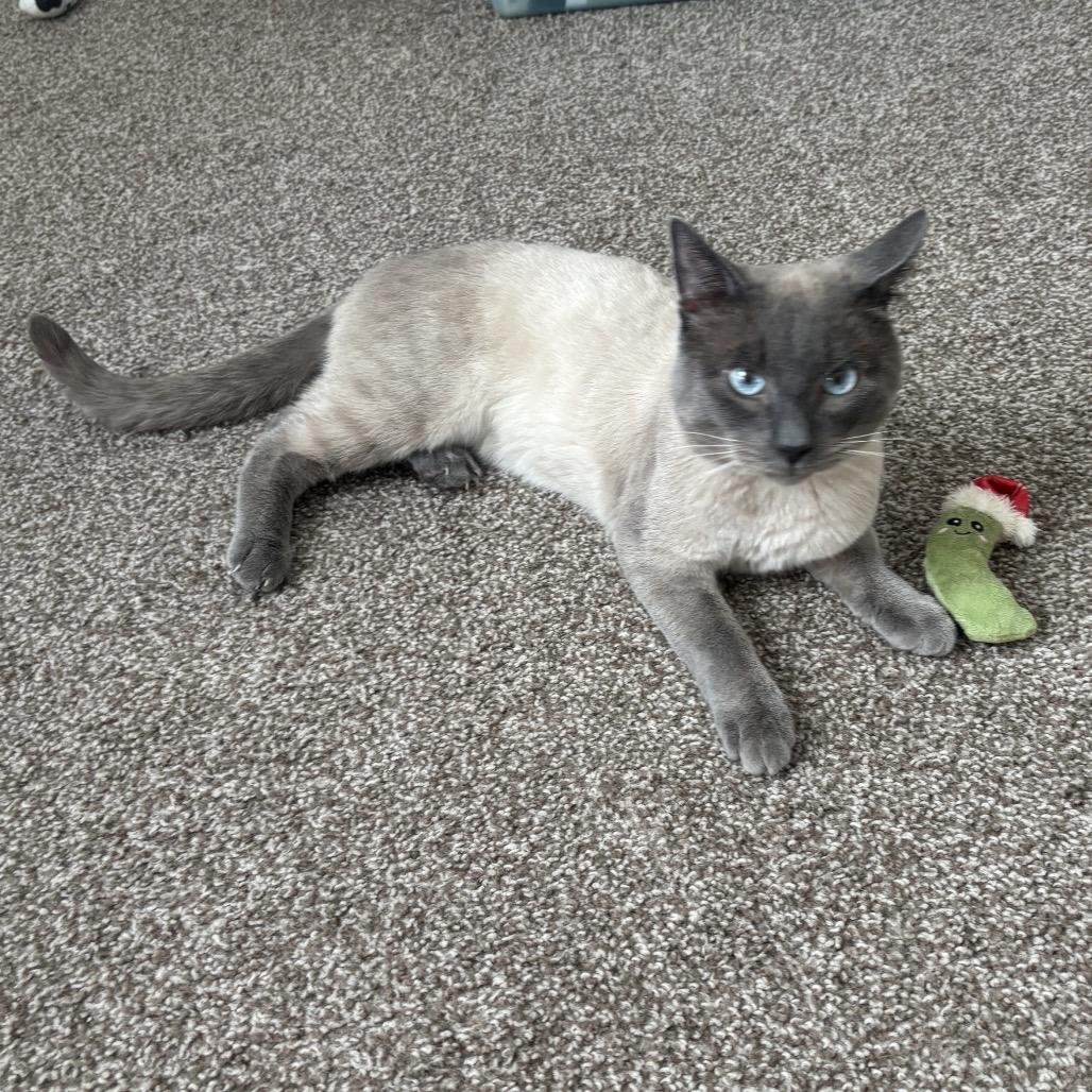 Enlarge Rocko - Bonded Pair, a Adoptable Siamese in Aberdeen, NC image 2/5