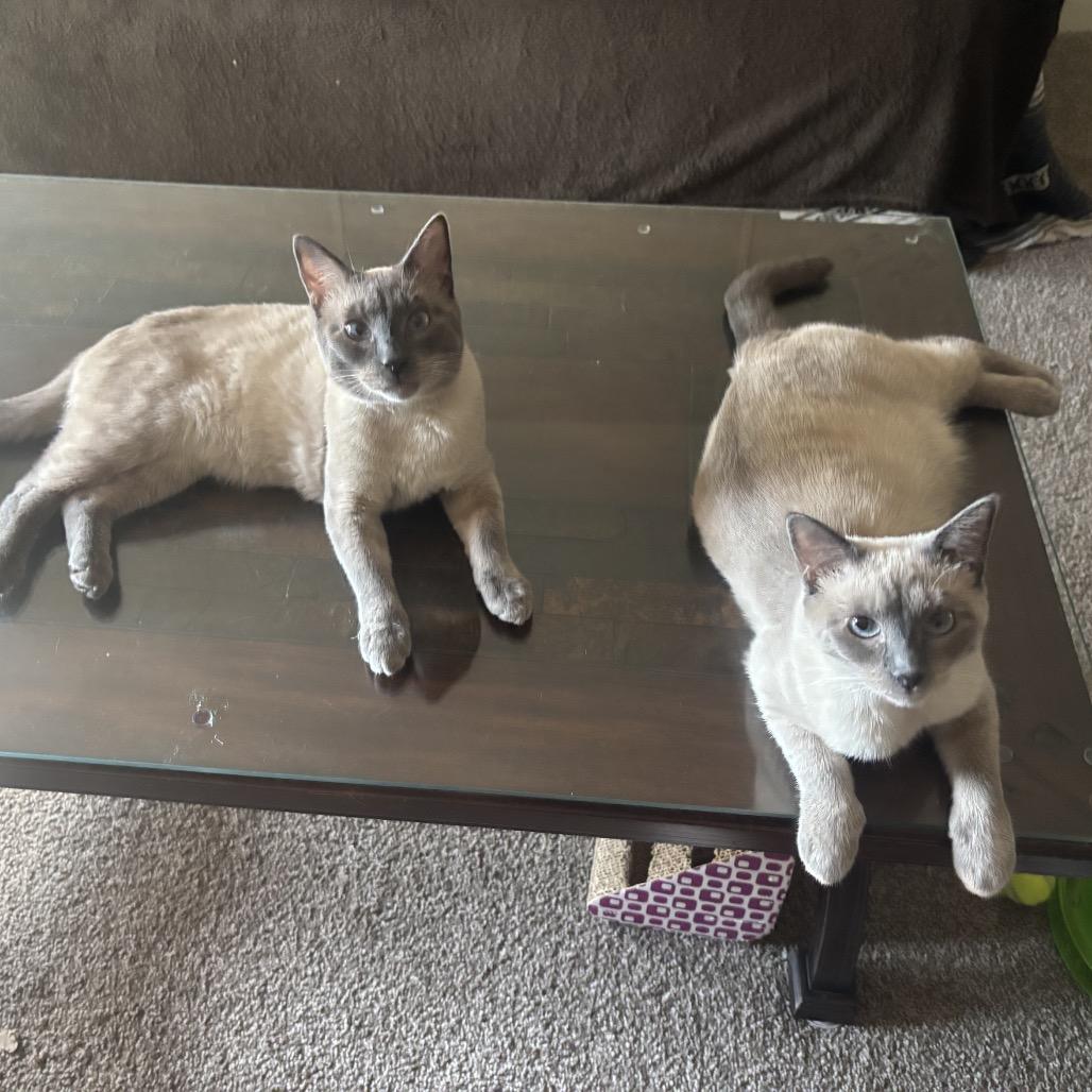 Enlarge Rocko - Bonded Pair, a Adoptable Siamese in Aberdeen, NC image 3/5