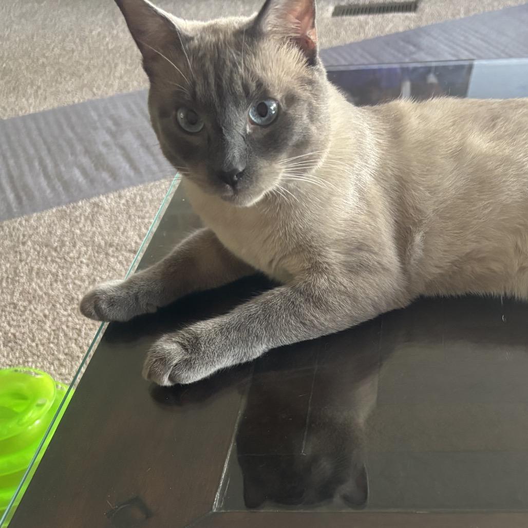 Enlarge Rocko - Bonded Pair, a Adoptable Siamese in Aberdeen, NC image 4/5