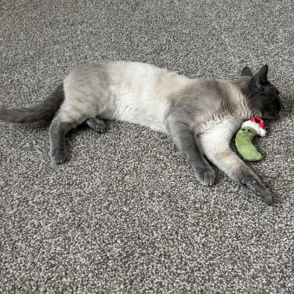 Enlarge Rocko - Bonded Pair, a Adoptable Siamese in Aberdeen, NC image 5/5