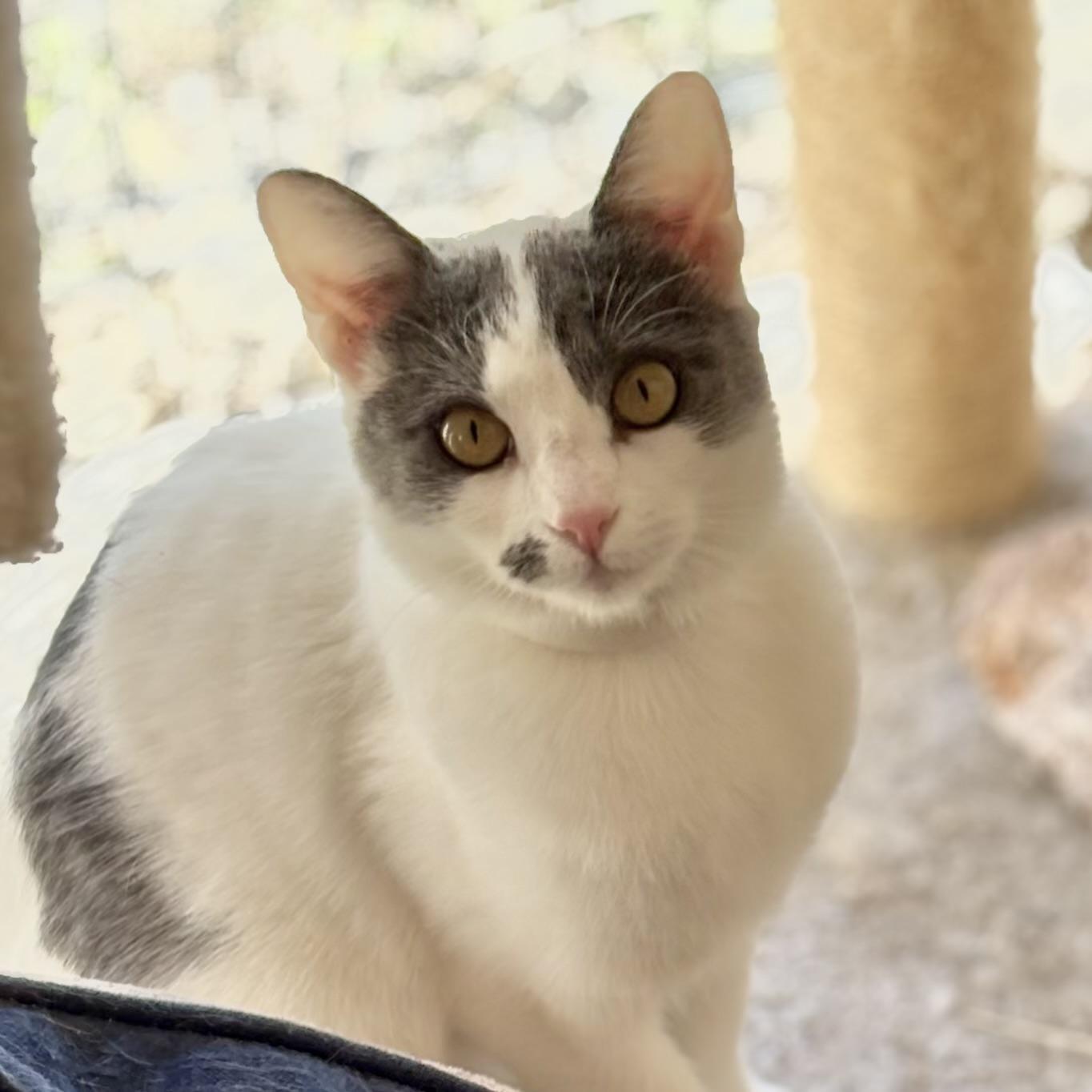Enlarge Bridget, a Adoptable Domestic Short Hair in Oracle, AZ image 2/2