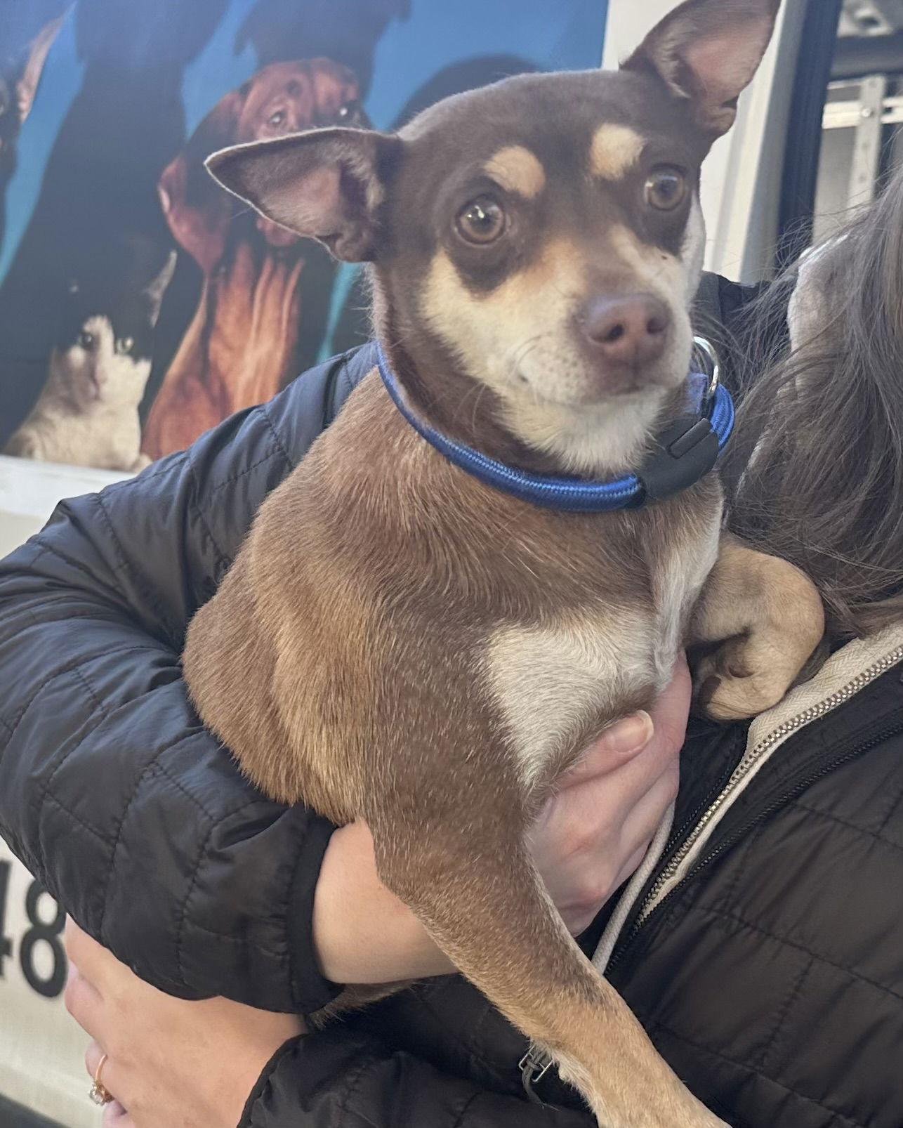 Enlarge Cate, a Adoptable Chihuahua in Seattle, WA image 1/3