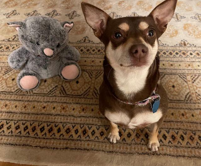 Enlarge Cate, a Adoptable Chihuahua in Seattle, WA image 2/3