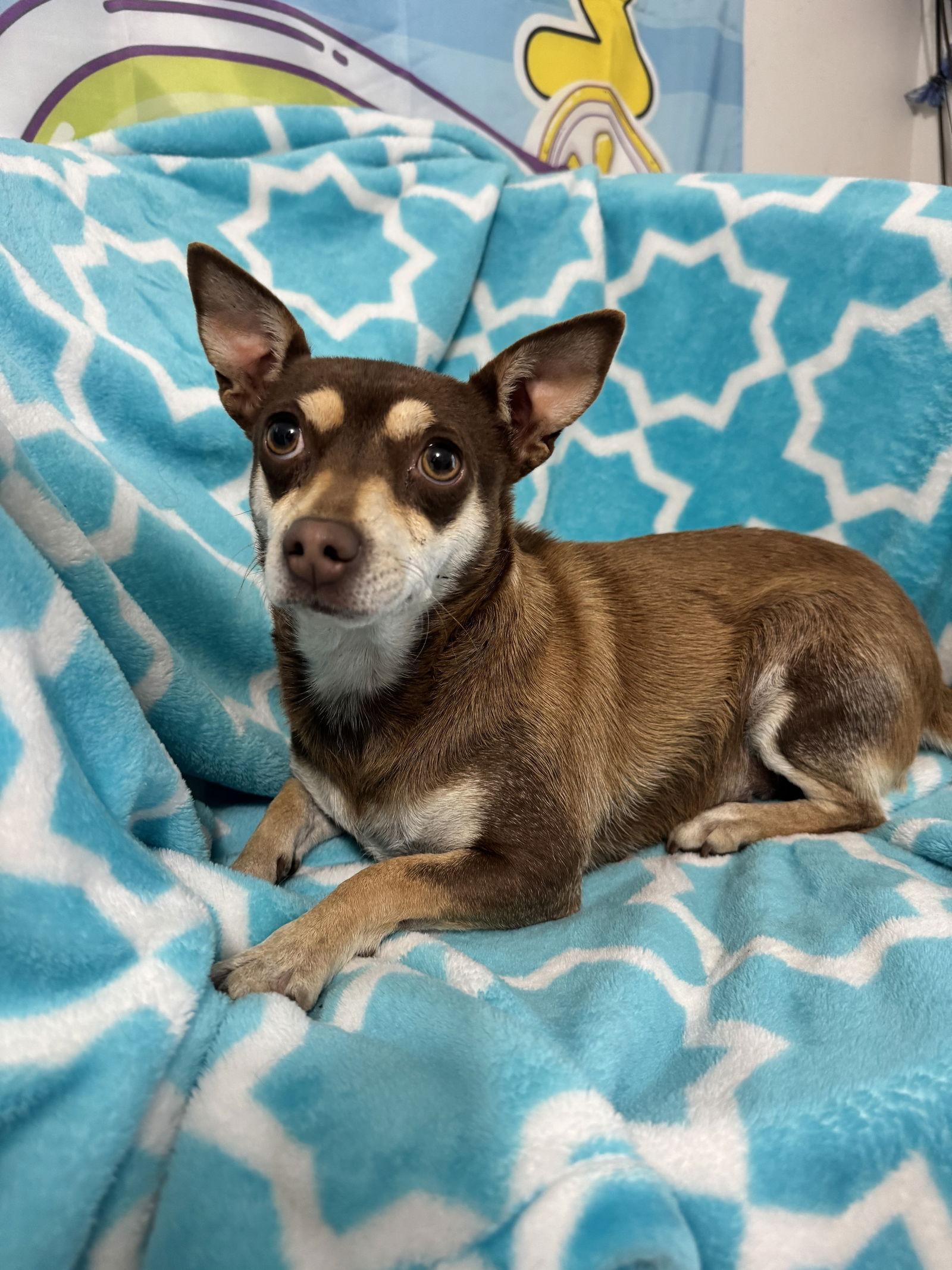 Enlarge Cate, a Adoptable Chihuahua in Seattle, WA image 3/3