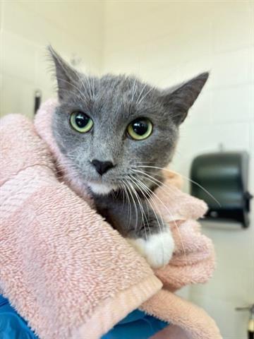 MONTONA, Adoptable, Young Female Domestic Short Hair.