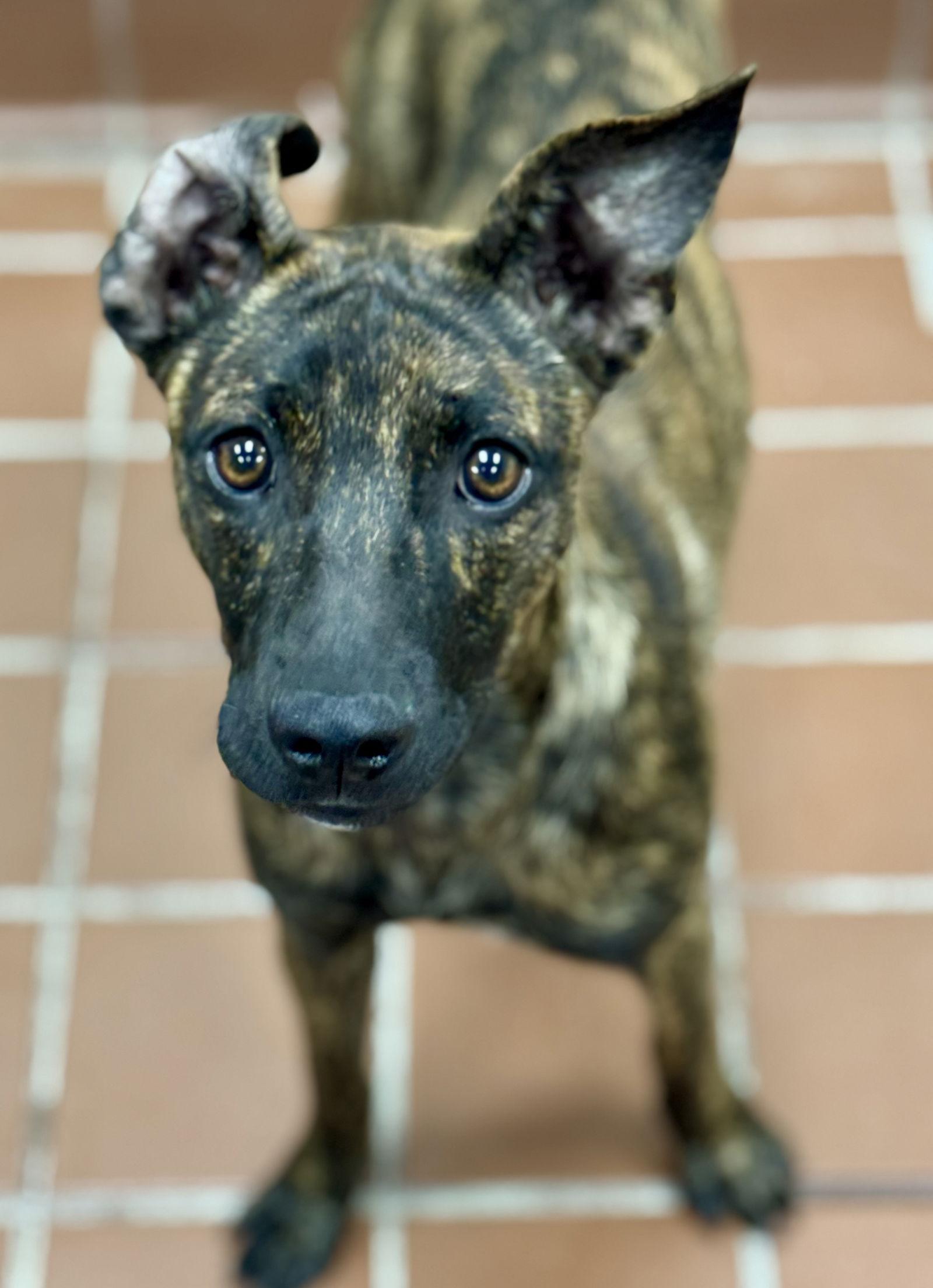 Glynn, Adoptable, Young Female Mountain Cur.