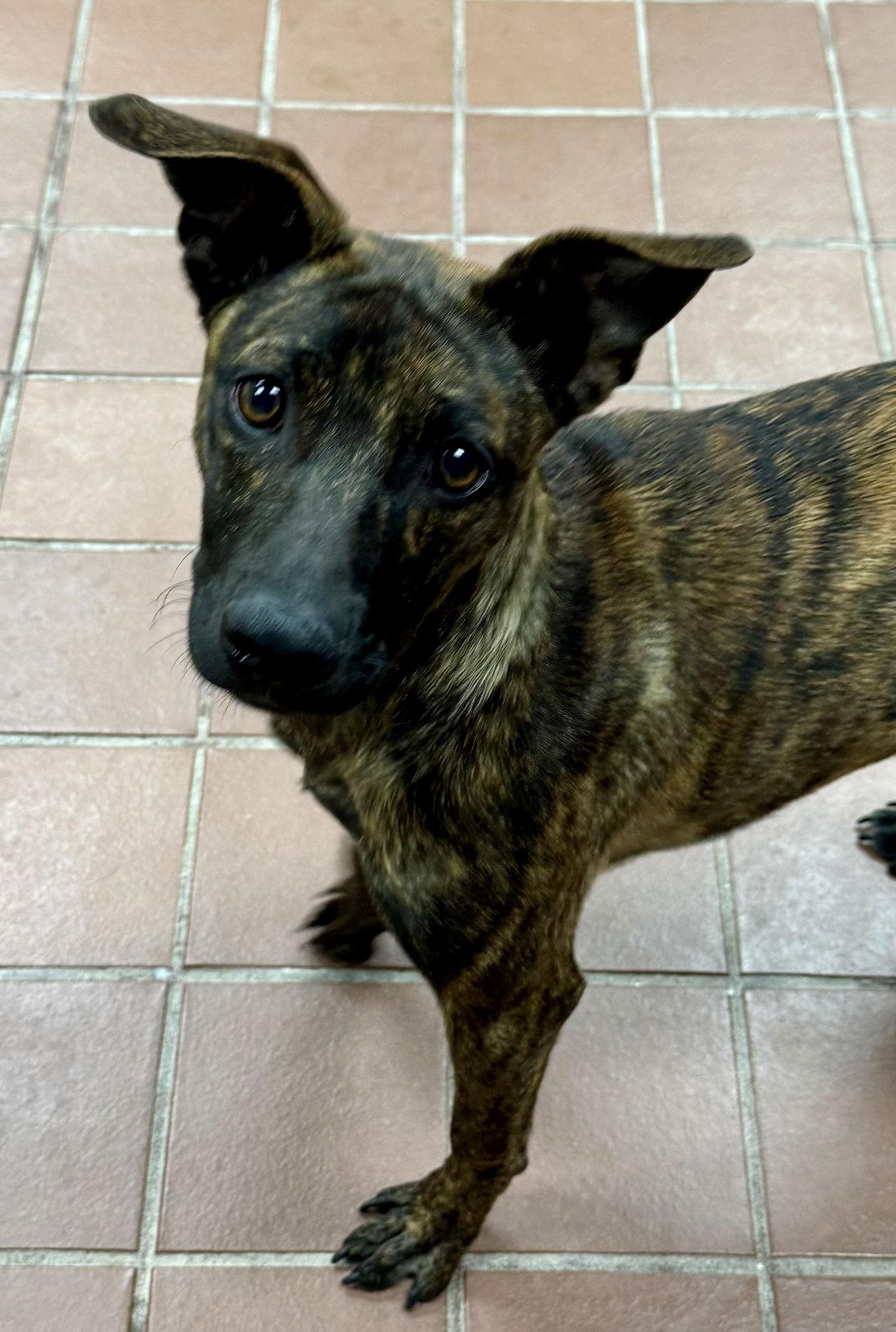 Glynn, a Adopted Mountain Cur in Lake Hopatcong, NJ image 3/3