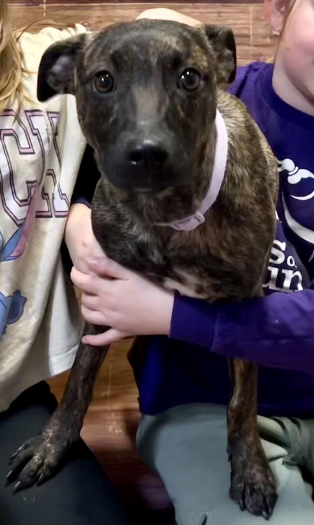 Glynn, a Adopted Mountain Cur in Lake Hopatcong, NJ image 1/3