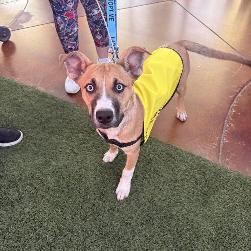 Luna, a Adoptable mixed breed in Glendale, AZ image 1/5