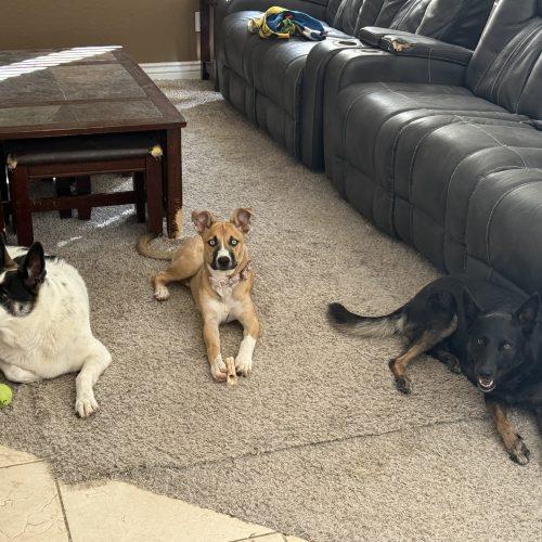 Luna, a Adoptable mixed breed in Glendale, AZ image 2/5